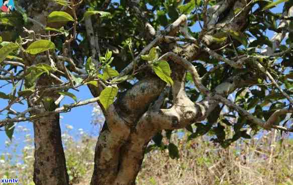 南糯山野生大树茶：价格原因与典藏价值