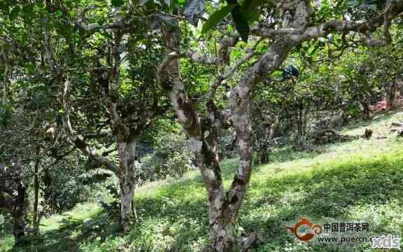 南糯山野生大树茶：价格原因与典藏价值