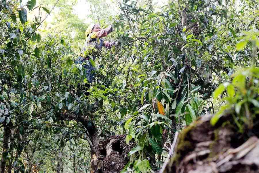 南涧县原生态普洱茶：古树茶香中的绿色传承