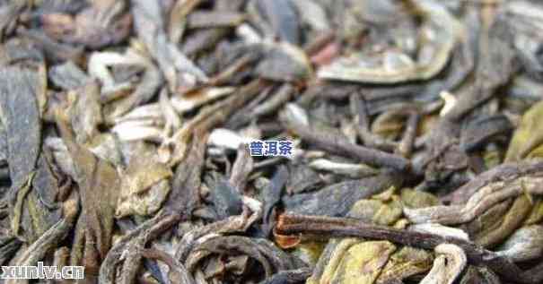 普洱茶为什么受到关注：解析其火爆原因及茶梗现象