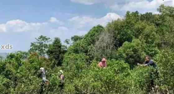 普洱茶采摘节及品质特点解析