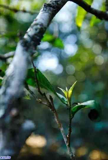 醇香普洱茶：古树茶的文化解析与品质鉴