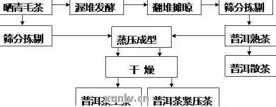 探究普洱茶发酵工艺的历发展与成功生产关键因素