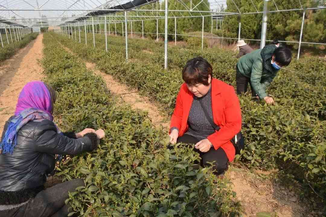 莒南县茶叶临沂茶厂