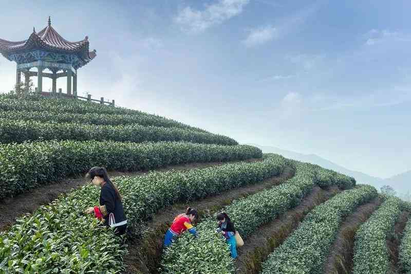 天韵普洱茶：品茗之道、选购指南与泡茶技巧一应俱全