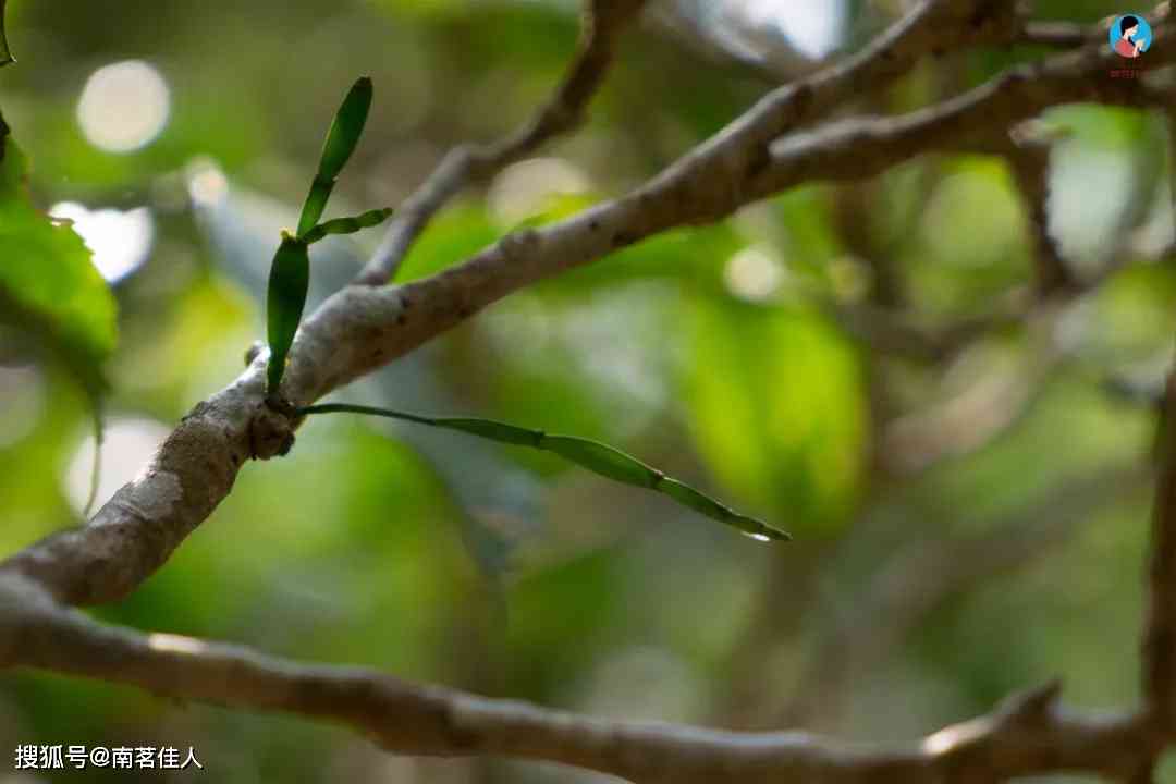 普露景迈山螃蟹脚普洱茶：寄生于普洱景迈古茶树的珍贵产物，云南特色茶叶