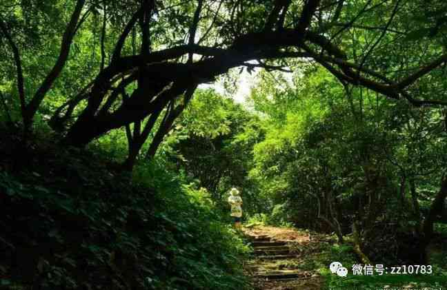 云南苦竹山：探寻古茶树的秘境与文化传承