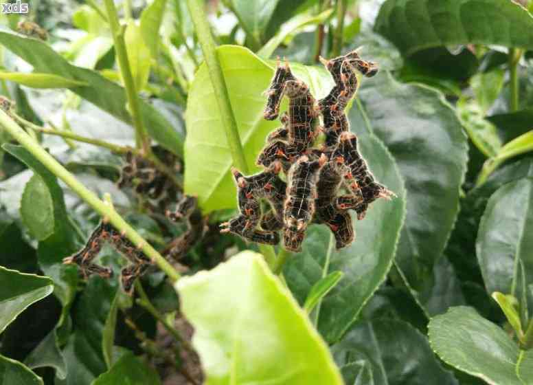 普洱茶地的害虫有哪些呢