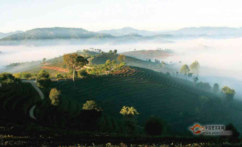 从产地到品质：探索普洱茶山的全貌及其对普洱茶的影响