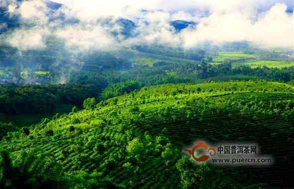 从产地到品质：探索普洱茶山的全貌及其对普洱茶的影响