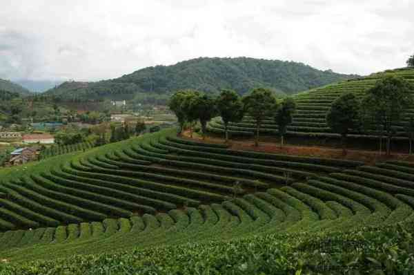 从产地到品质：探索普洱茶山的全貌及其对普洱茶的影响