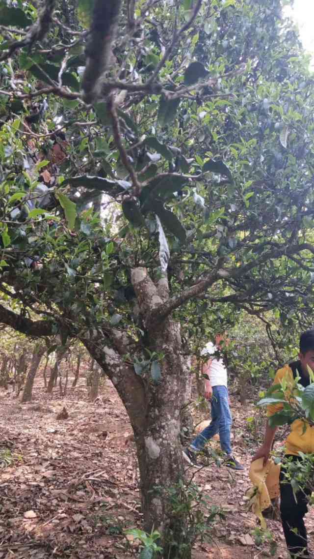 春亿普洱茶价格