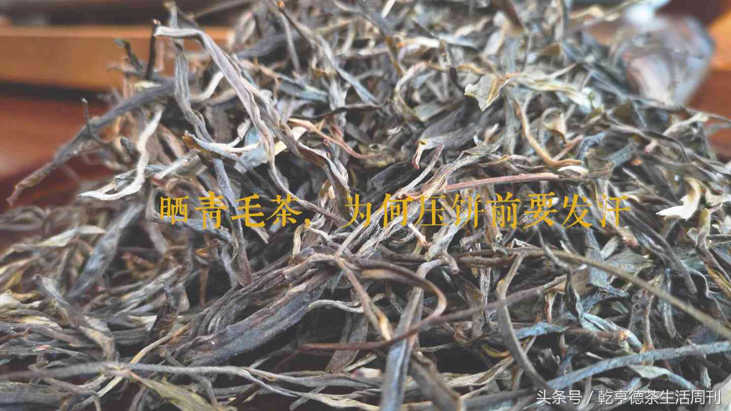 普洱茶漂浮：白色、油物、多物好坏解析