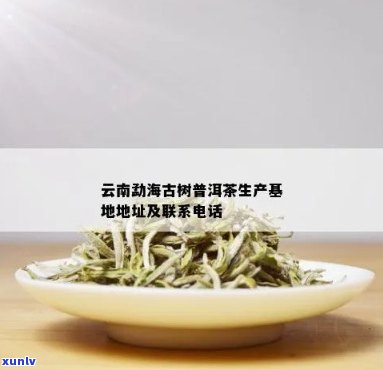 海普洱茶加工厂销售点位置查询