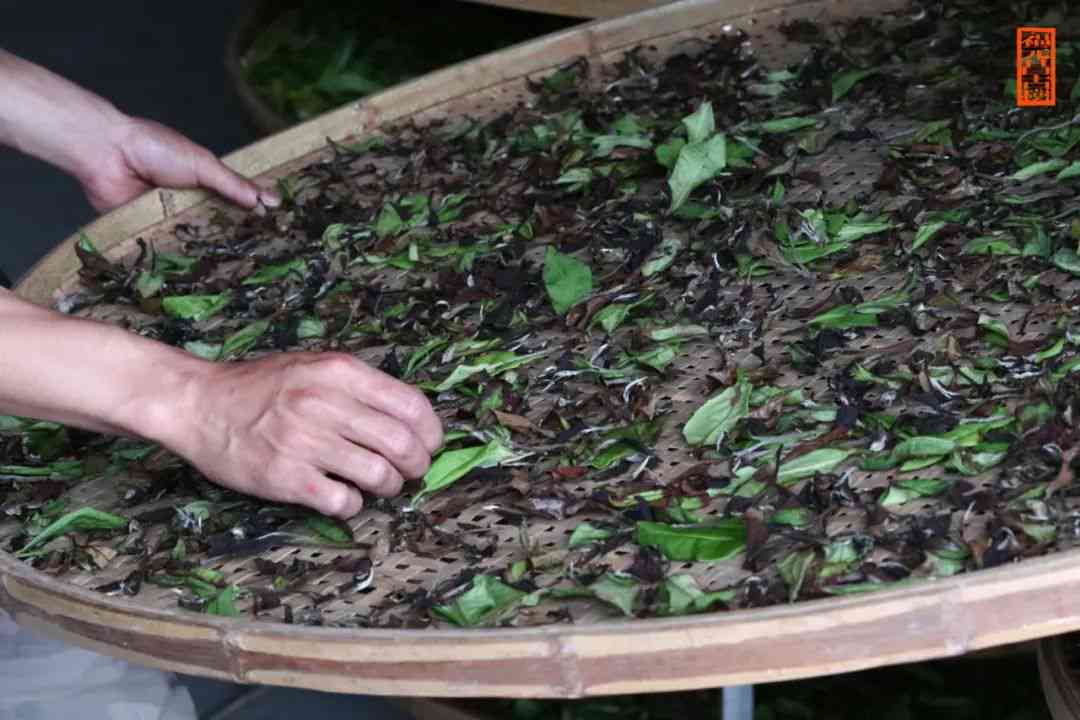 海普洱茶的地理海拔对茶叶品质和口感的影响：一个全面的探讨