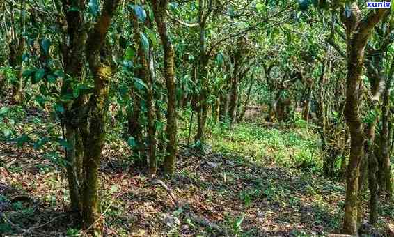 海普洱茶的地理海拔对茶叶品质和口感的影响：一个全面的探讨