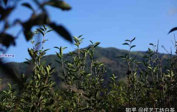 海普洱茶的地理海拔对茶叶品质和口感的影响：一个全面的探讨