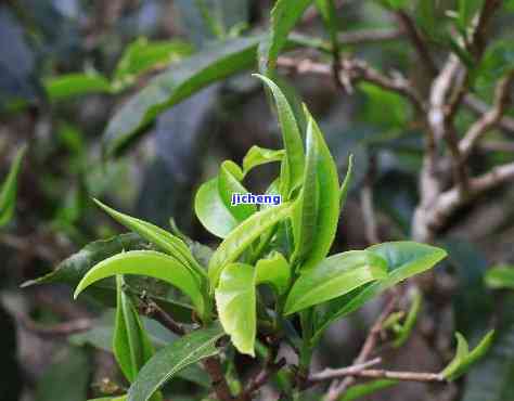 普洱茶树的枝条魅力：一种独特的茶叶制作材料