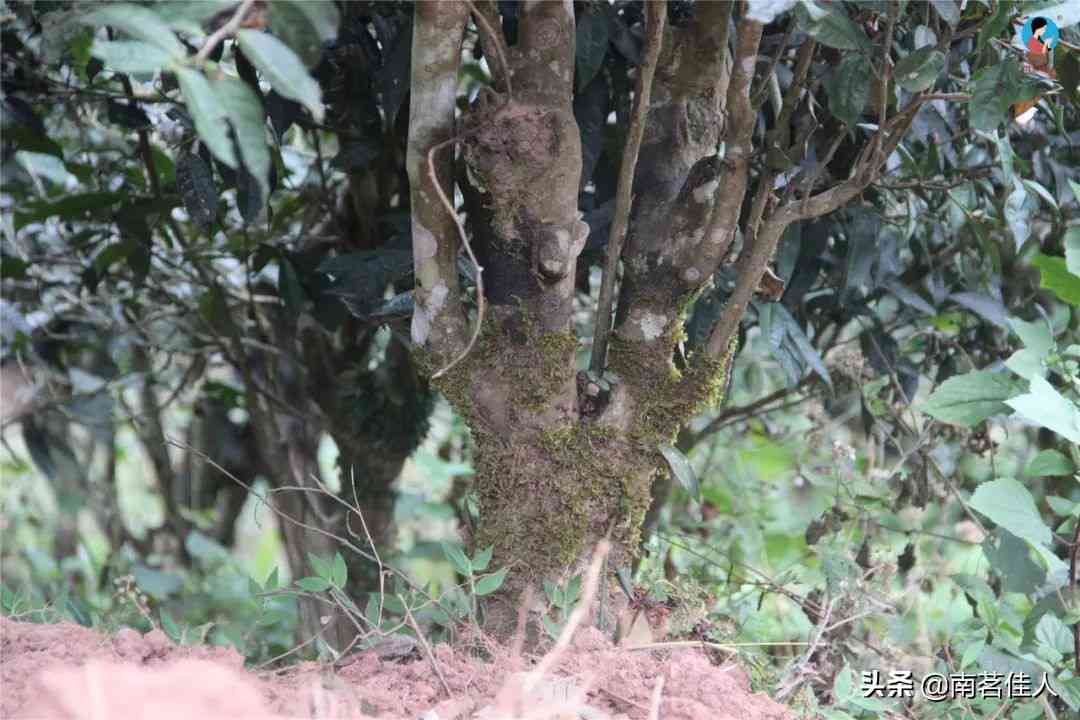 六大茶山古树普洱茶特点分析：介绍与详解普洱六大古茶山特色