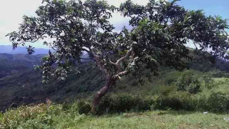 普洱茶古六大茶山介绍：名山、种类与特色