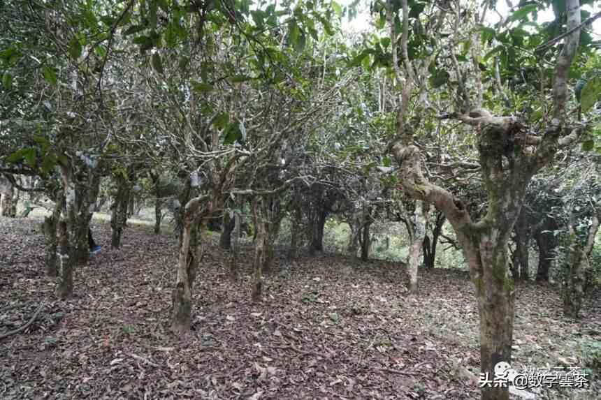 四大名寨：探索普洱茶的千年古树与越工艺