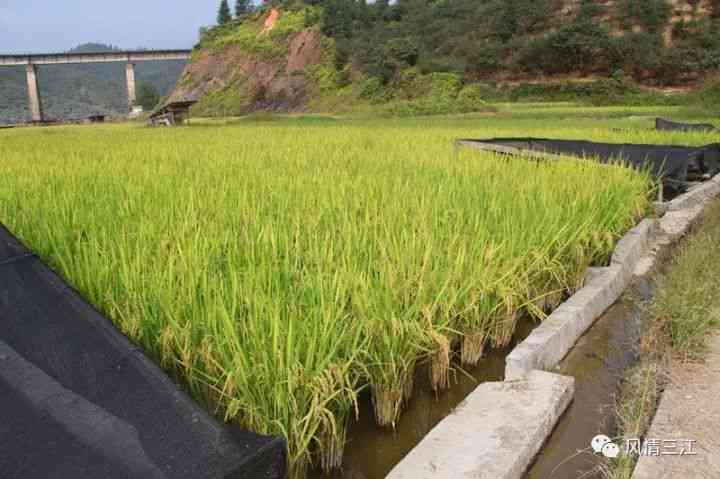 三江茶叶主要品种简介：掌握核心品种与特色