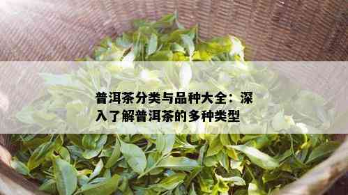 三江茶叶主要品种简介：掌握核心品种与特色