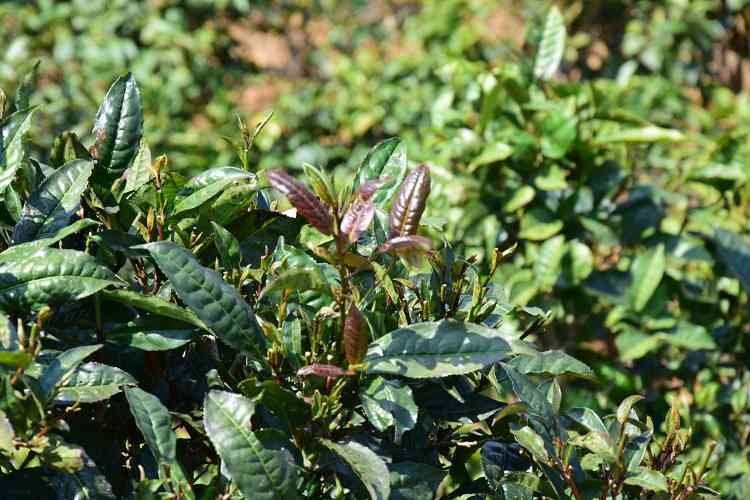 普洱茶树枝嫁接花树：能存活并茂吗？