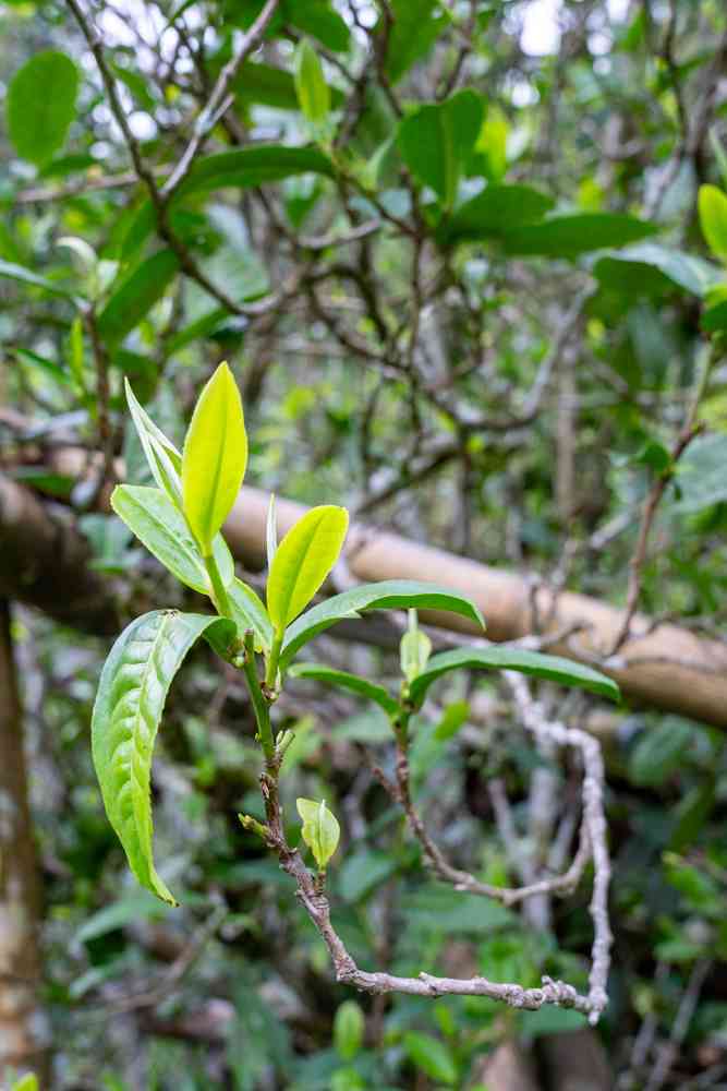 普洱茶树枝