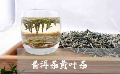 普洱茶黄茶