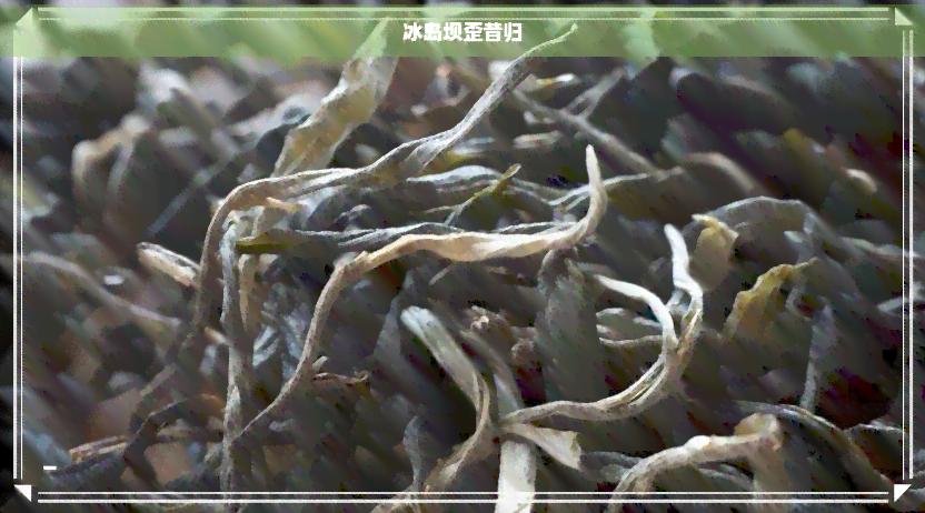 云南冰岛山茶脉岛普洱茶：一款融合独特风味与健益处的茶品