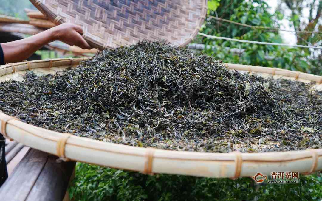 倚邦大黑树林普洱茶特点及价格分析