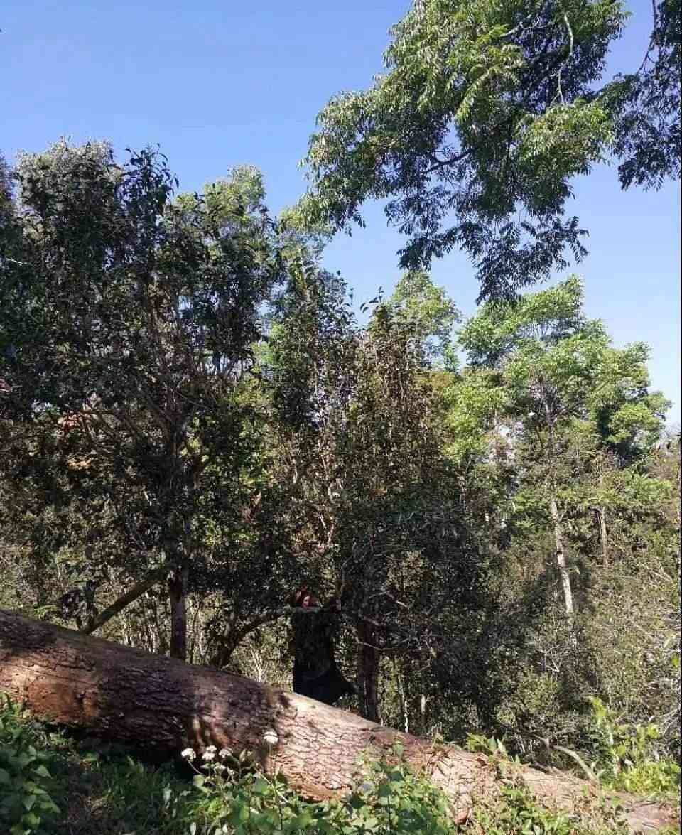 倚邦大黑山普洱茶的特点