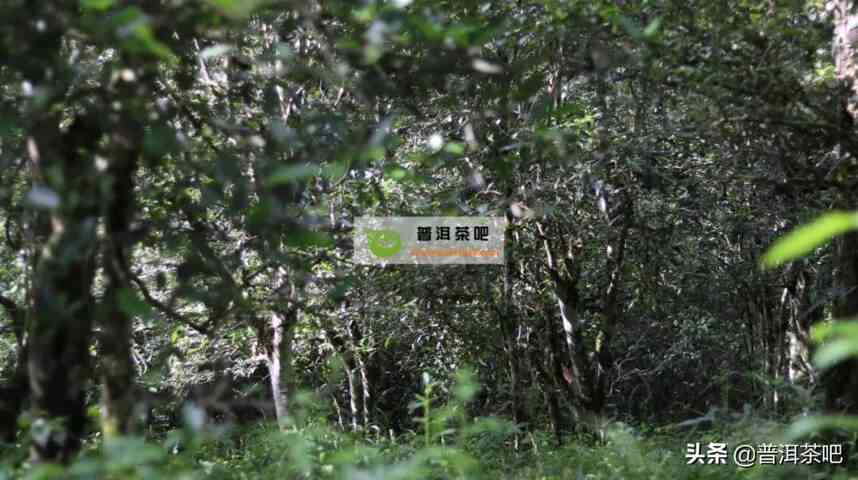 倚邦大黑山普洱茶的特点