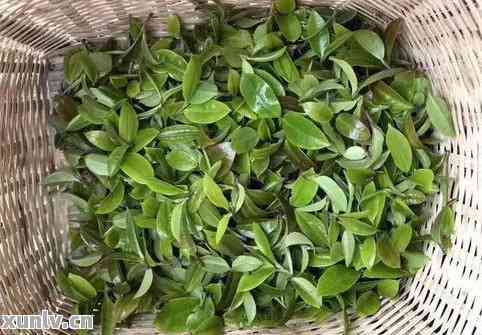 六大茶山普洱茶2002年价格与品质：六大名山的普洱茶如何？