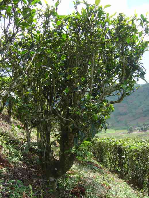 云南普洱茶六大茶山精选茶叶官方网站，古树茶、生茶、熟茶应有尽有