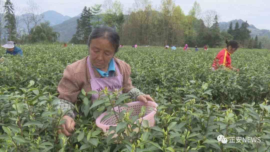 茶香四溢：中国传统茶叶文化的魅力与创新