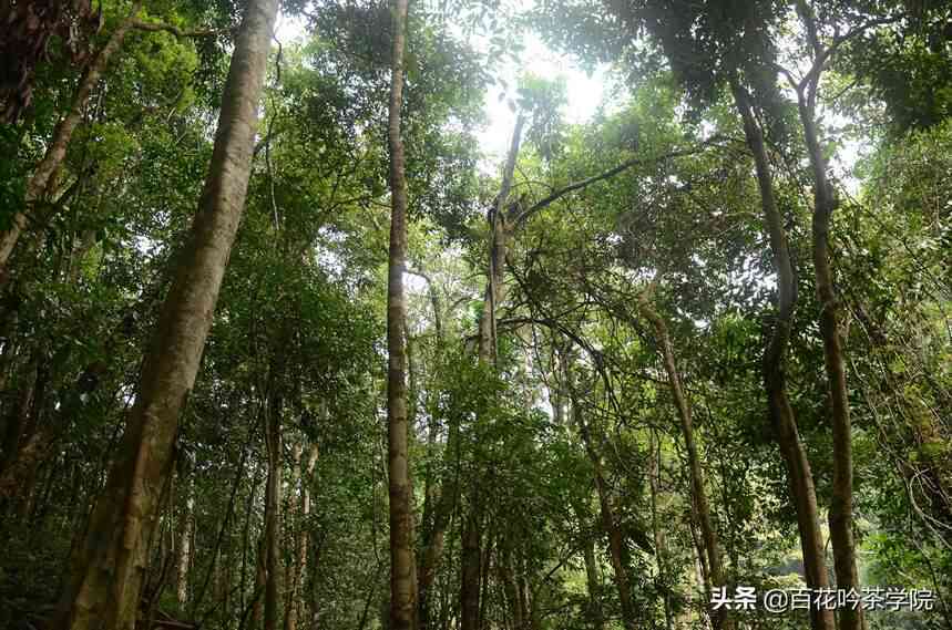 普洱茶树种子的种类、种植方法、生长环境及用途全方位解析