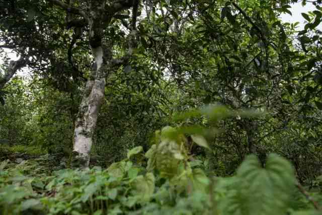 普洱茶树种子的种类、种植方法、生长环境及用途全方位解析