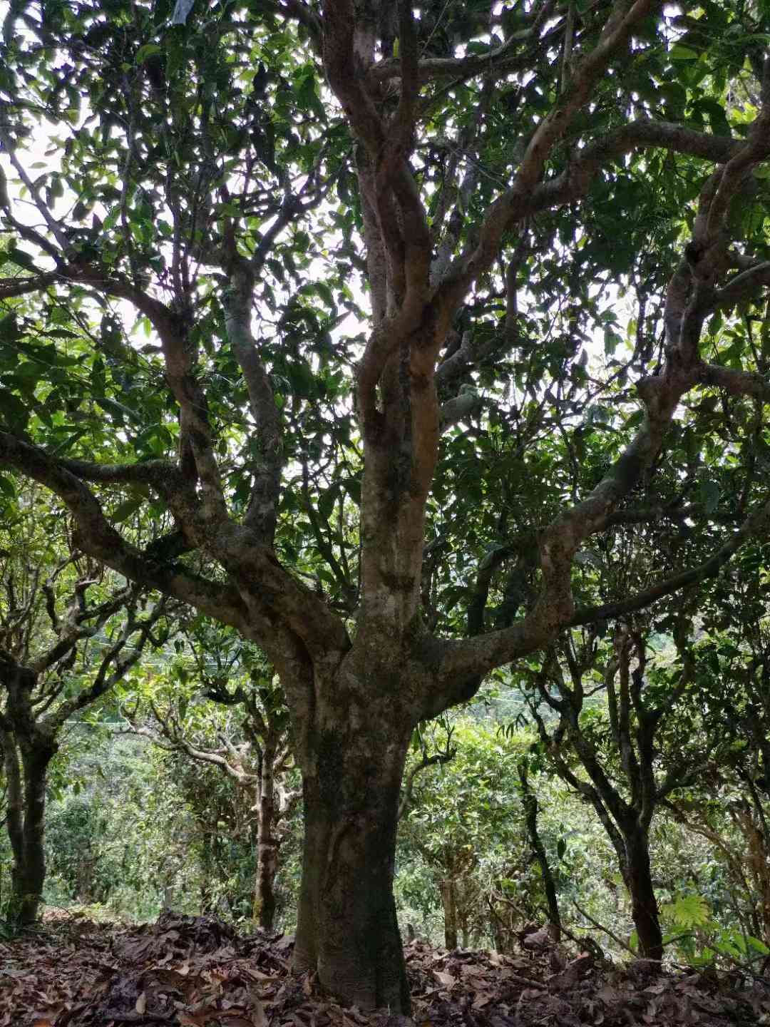 普普洱茶