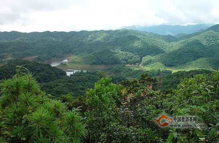 无量山普洱茶产区是哪里