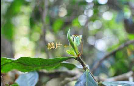 普洱茶春茶采摘节及时间：了解何时品尝最美味的新茶