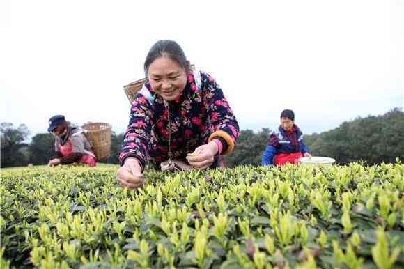 普洱茶春茶采摘节及时间：了解何时品尝最美味的新茶