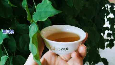 普洱茶热水冲泡会破坏益生菌群吗？