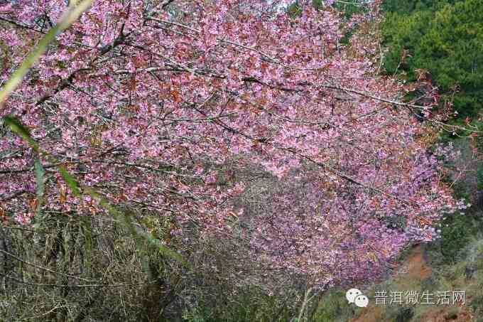 樱花普洱茶