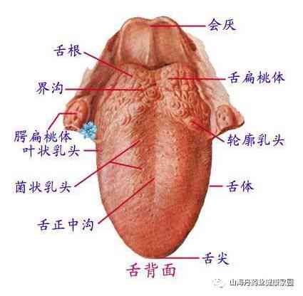 普洱茶喝后舌苔变色原因及解决方法：了解这四大因素，避免口腔困扰