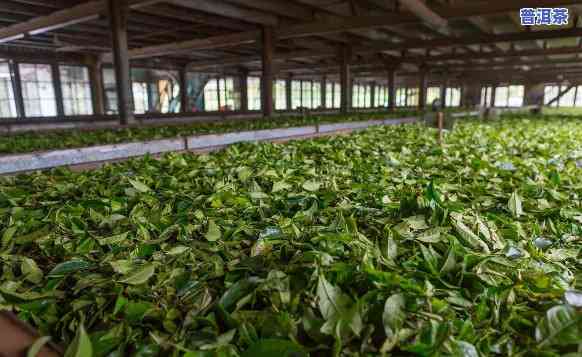 业普洱茶厂官网：探索优质普洱茶的世界，了解生产过程与品质保证