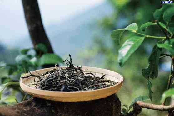 云南原生态普洱茶：德堂古树茶品鉴之旅