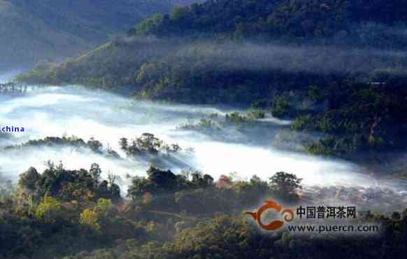 洱普洱茶：探寻六大名山，品味古树茶的魅力