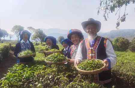 洱普洱茶开采节配音：展现云南茶叶魅力